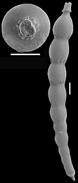 Image of Siphonodosaria curvatura (Cushman 1939)