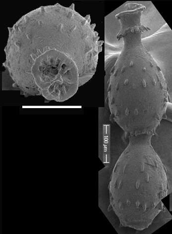 Image of Siphonodosaria lohmani (Kleinpell 1938)