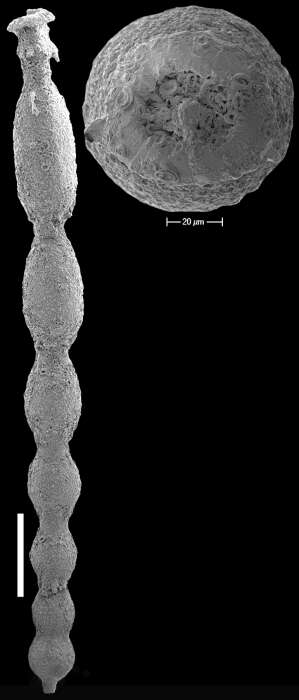 Image of Siphonodosaria robertsoni Hayward & Van Kerckhoven 2012