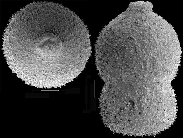 Image of Stilostomella decurta (Bermúdez 1937)