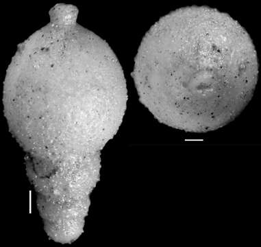 Image de Stilostomella decurta (Bermúdez 1937)