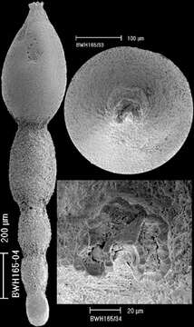 Stilostomella fistuca (Schwager 1866) resmi