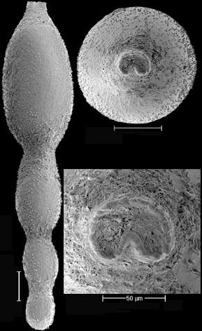 Image of Stilostomella fistuca (Schwager 1866)