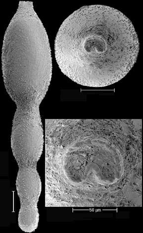 Stilostomella fistuca (Schwager 1866) resmi