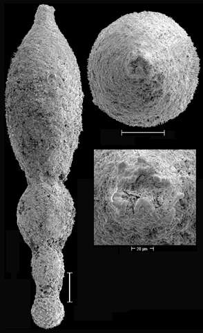 Stilostomella fistuca (Schwager 1866) resmi