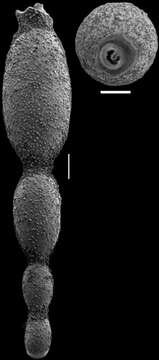 Stilostomella fistuca (Schwager 1866) resmi