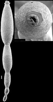 Stilostomella fistuca (Schwager 1866) resmi