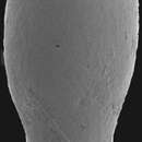 Image of Stilostomella guptai Hayward 2012