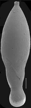 Image of Stilostomella guptai Hayward 2012