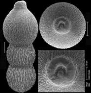 Image of Stilostomella mappa (Cushman & Jarvis 1934)