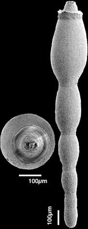 Image de Stilostomella parexilis (Cushman & Stewart 1930)