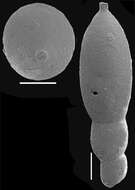 Image de Stilostomella tuckerae (Hadley 1934)