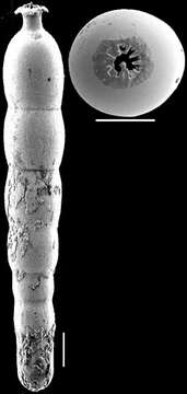 Image of Strictocostella advena (Cushman & Laiming 1931)