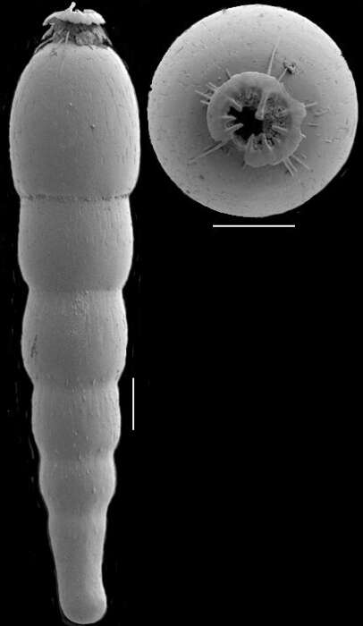 Image of Strictocostella advena (Cushman & Laiming 1931)