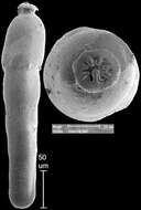 Image of Strictocostella advena (Cushman & Laiming 1931)