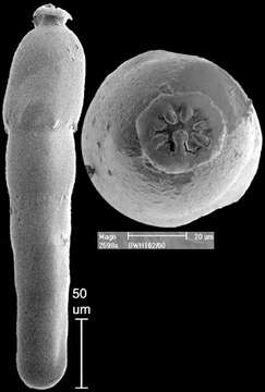 Image of Strictocostella advena (Cushman & Laiming 1931)