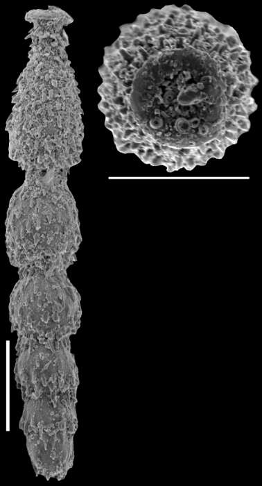 Image of Strictocostella hispidula (Cushman 1939)