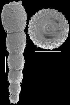 Image of Strictocostella japonica (Ishizaki 1943)