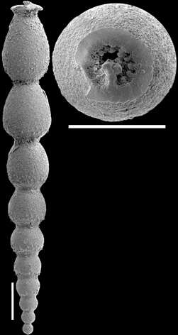 Image of Strictocostella matanzana (Palmer & Bermúdez 1936)