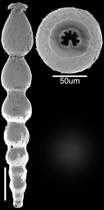 Image of Strictocostella matanzana (Palmer & Bermúdez 1936)