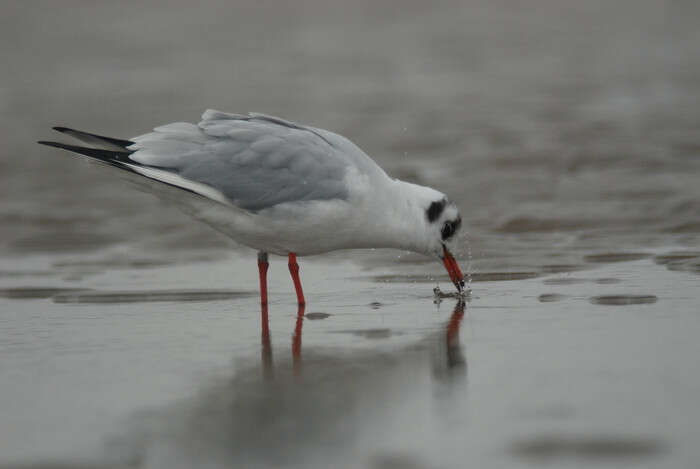 Image of Black-headed gull