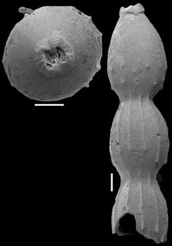 Image of Toddostomella chileana (Todd & Kniker 1952)