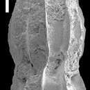 Image of Toddostomella hochstetteri (Schwager 1866)