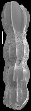 Image of Toddostomella hochstetteri (Schwager 1866)