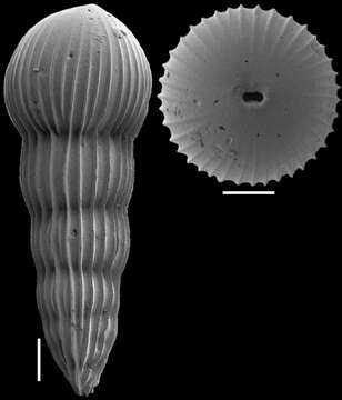 Image of Amplectoductina multicostata (Galloway & Morrey 1929)