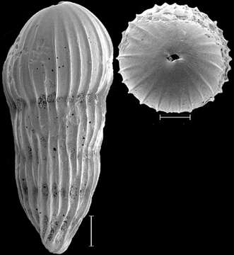 Image of Amplectoductina multicostata (Galloway & Morrey 1929)