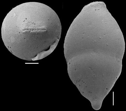 Image of Ellipsoidinidae