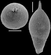 Image of Ellipsoidella bulbosa (Ten Dam 1950)