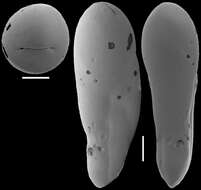 Image of Ellipsoidella dacica (Neagu 1968)