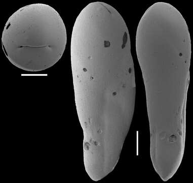 Image of Ellipsoidella dacica (Neagu 1968)