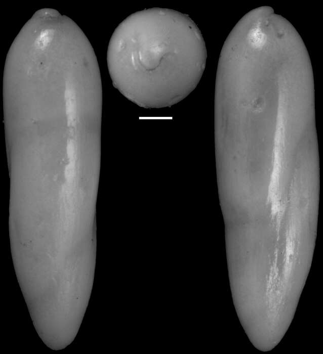 Image of Ellipsoidella dacica (Neagu 1968)