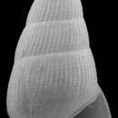 Image of Zebinella planata (Dall 1892)