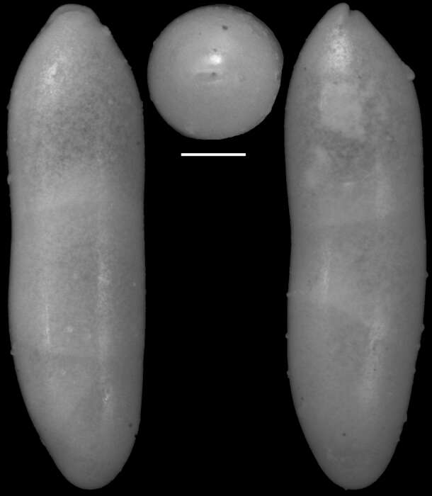 Image of Ellipsoidella heronalleni (Storm 1929)