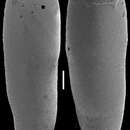 Image of Ellipsoidella heronalleni (Storm 1929)