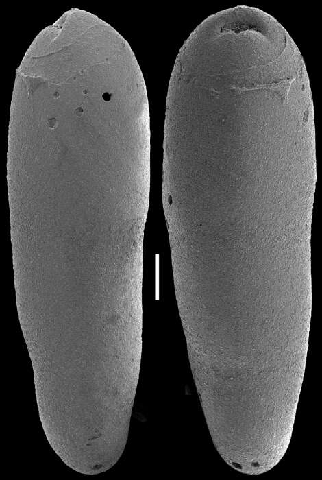 Image of Ellipsoidella heronalleni (Storm 1929)