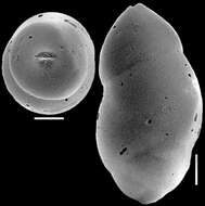 Image of Ellipsoidella subtuberosa (Liebus 1928)