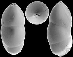 Image of Ellipsoidella subtuberosa (Liebus 1928)