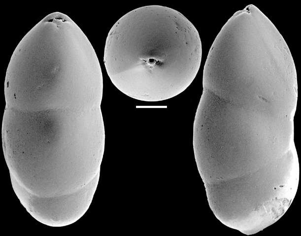 Image of Ellipsoidella subtuberosa (Liebus 1928)