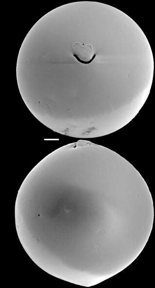 Image of Ellipsoidina abbreviata Seguenza 1859