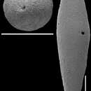 Image of Laterohiatus acus (Cushman & Bermúdez 1937)