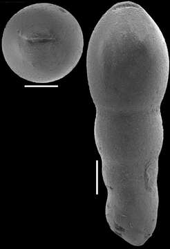 Image of Nodosarella frequens (Storm 1929)