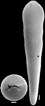 Image of Nodosarella inaequalis (Silvestri 1901)