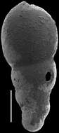 Image of Nodosarella macrocephala (Storm 1929)