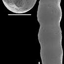 Image of Nodosarella frequens (Storm 1929)