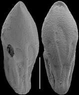 Image of Neopleurostomella Srinivasan & Rai 1992
