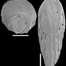 Image of Neopleurostomella pendula (Boltovskoy & Watanabe 1985)